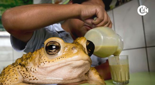 15 sapos andinos son rescatados antes de convertirse en extractos 'curativos'