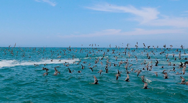 Aprueban la creación de la Reserva Nacional Mar Tropical de Grau