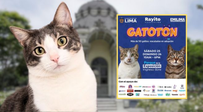 Más de 50 gatitos podrán ser adoptados este 25 y 26 de mayo: ¿en dónde y cuáles son los requisitos?