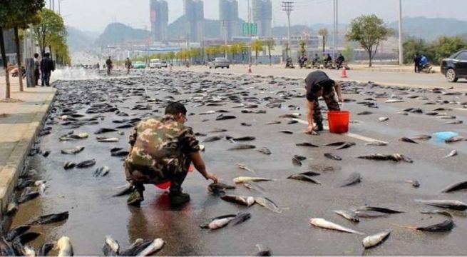Una lluvia de peces en Irán: Esta es la explicación