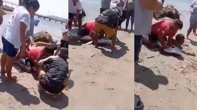 Las indignantes imágenes de sujetos capturando cruelmente a un pez espada