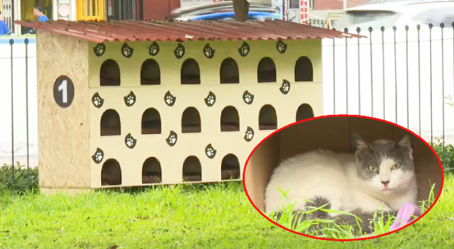 Crean 'Michi hoteles' para proteger del frío a gatitos del Parque Kennedy