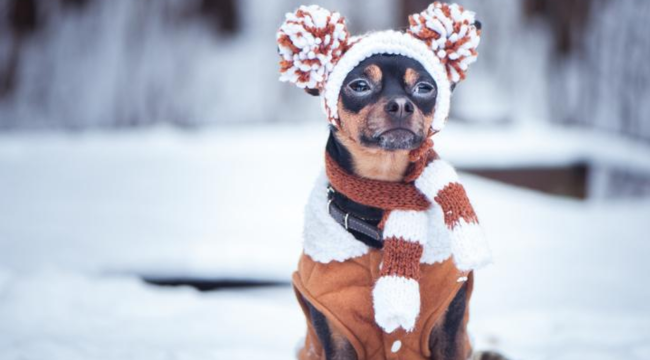 ¿Debo ponerle ropa a mi mascota en invierno? Esto dicen los especialistas