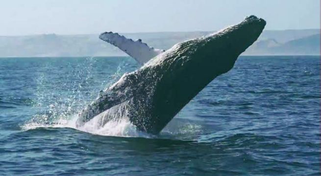 Temporada de avistamiento de ballenas jorobadas ya inició