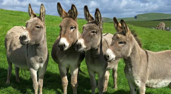 ¿Qué es el Ejiao, la exótica gelatina medicinal china elaborada con piel de burro?