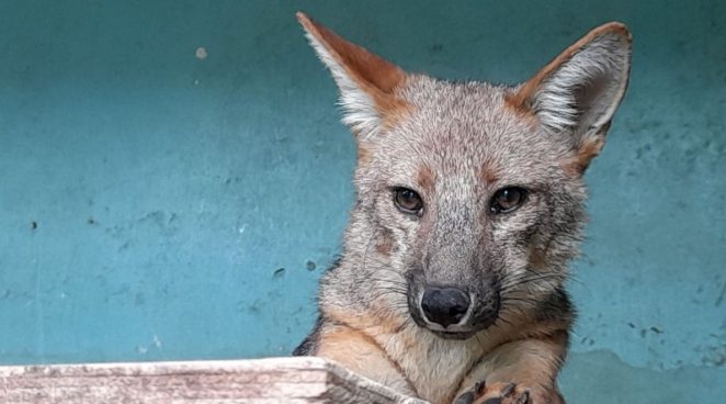 PJ determinó que Serfor vulneró los derechos del zorrito 'Run Run'