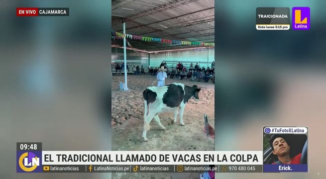 Cajamarca: así es el tradicional llamado a las vacas en La Colpa | VIDEO