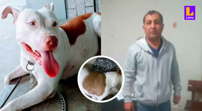 Policía mata a perrita Pitbull de dos disparos, ¿qué pasó?