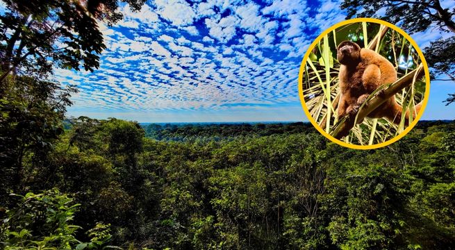 Los bosque del Perú como nunca antes los viste: Mira la galería de fotos del especial 