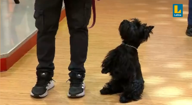 Estos son los ejercicios para adiestrar a tu perro si tira de la correa