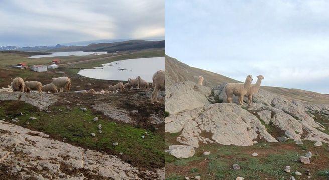 Ganaderos enfrentan pérdidas graves en Yuraccpunco