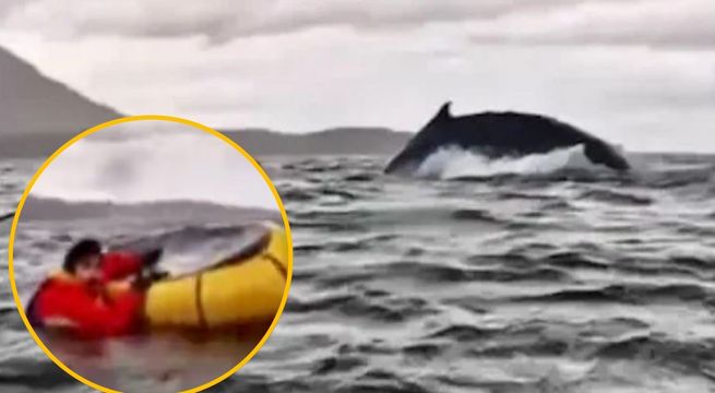 Una ballena jorobada se traga a un hombre y luego lo escupe: sobreviviente narró su experiencia