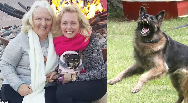 Tragedia en Estados Unidos: mujer de 76 años fallece tras ataque de perros en su hogar