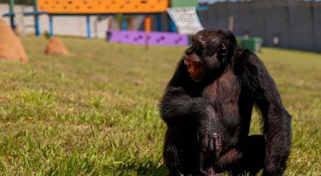Yoko, el chimpancé que se reencontró con su especie en un santuario en Brasil