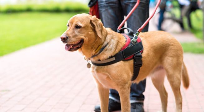 Día Internacional del Perro Guía: un aliado en la inclusión