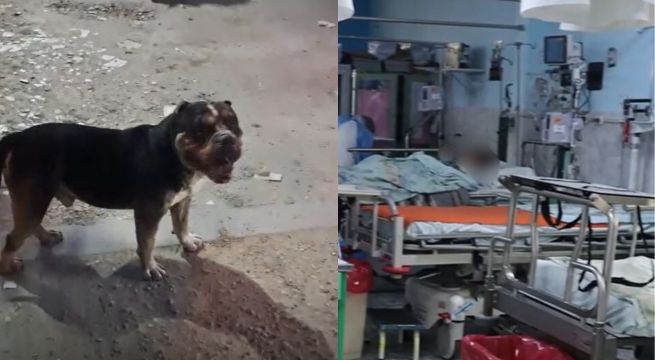 Tres escolares son atacados por un perro pitbull