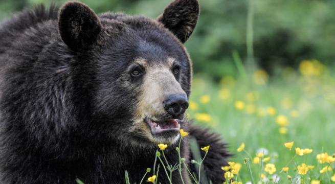 Primer ataque mortal de oso a un humano en Florida: mueren un hombre y su perro