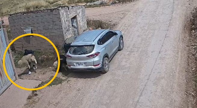 Cámaras de vigilancia registran audaz robo de ovejas en Puno
