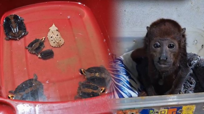 Cae red criminal de tráfico de fauna silvestre: entre ellos el mayor traficante de Sudamérica