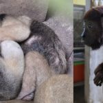 Serfor recuperó animales tras megaoperativo contra tráfico ilegal de fauna silvestre