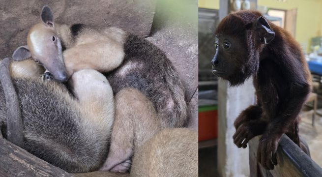 Serfor recuperó animales tras megaoperativo contra tráfico ilegal de fauna silvestre