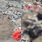 Desconocidos envenenan hasta 30 perritos callejeros en Cañete