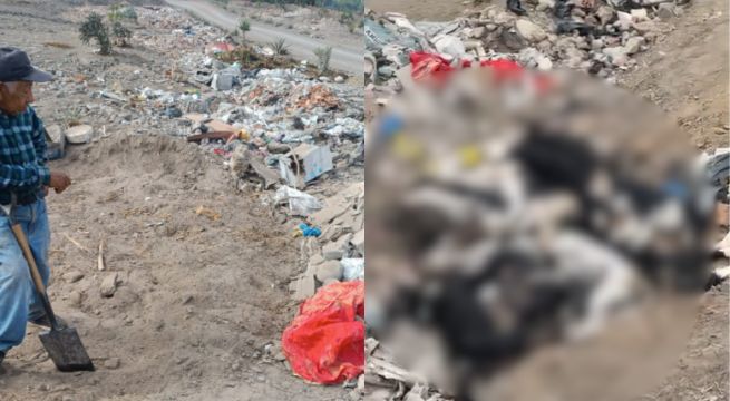 Desconocidos envenenan hasta 30 perritos callejeros en Cañete