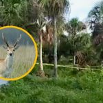 México: cazador muere tras ser confundido con un venado en Yucatán | VIDEO
