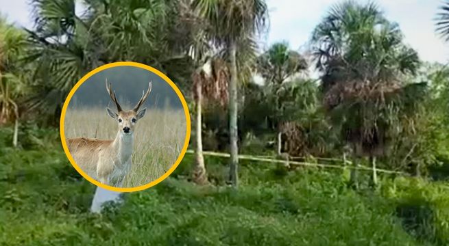 México: cazador muere tras ser confundido con un venado en Yucatán | VIDEO