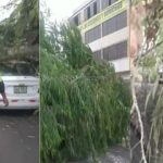 San Borja: árbol de sauce cae sobre dos autos en plena vía | VIDEO