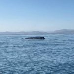 Inició la temporada de avistamiento de ballenas en Máncora | VIDEO