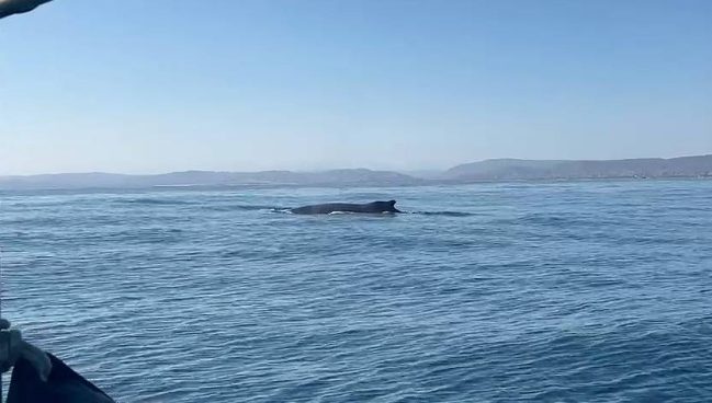 Inició la temporada de avistamiento de ballenas en Máncora | VIDEO