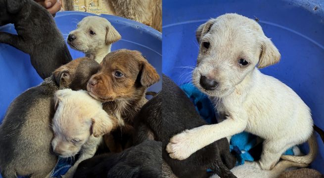 Cachorros a la espera de ser adoptados. Foto: Adoptacan