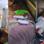 Reos guardaban minicelulares y droga en partes íntimas: policía los intervino durante requisa