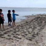 Piura: matan alrededor de 300 polluelos de flamenco en Sechura
