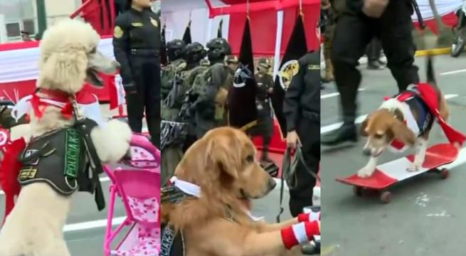 Policía Canina deslumbra con destrezas en la Parada Militar: ¡tocan piano, montan scooter y más!