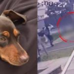 Reaparece perrita que huyó tras atropello a su dueña: tiene fisura en la cadera