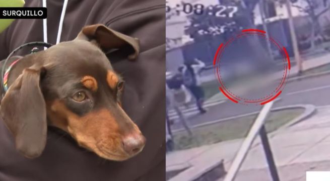 Reaparece perrita que huyó tras atropello a su dueña: tiene fisura en la cadera