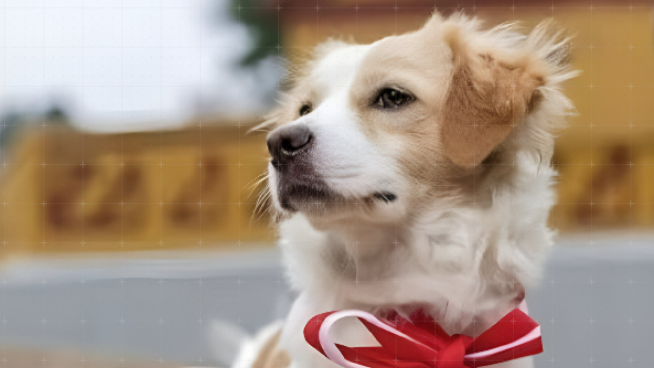 Aprueban reconocimiento del perro pastor Chiribaya como Patrimonio Cultural de la Nación