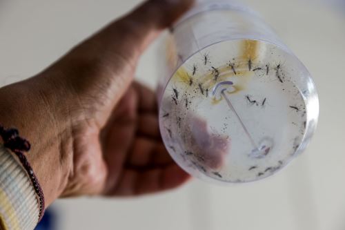Minsa liberará zancudos para combatir el dengue: mira el distrito elegido y otros detalles