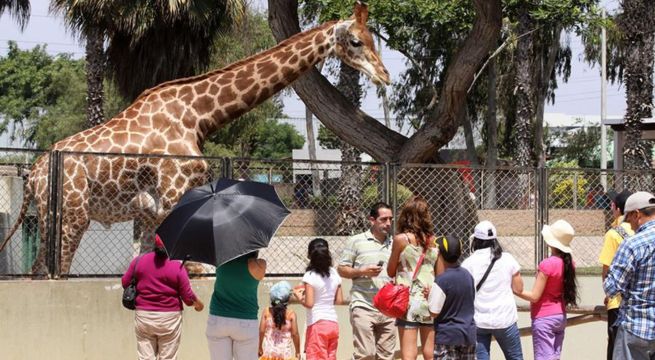 Ingreso gratis al Parque de las Leyendas este fin de semana: estos son los requisitos