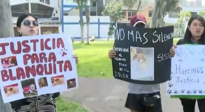 Los Olivos: 12 perros mueren y uno queda con secuelas tras envenenamiento en parque