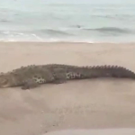 Cocodrilo de casi dos metros sorprende a bañistas en playa de Tumbes