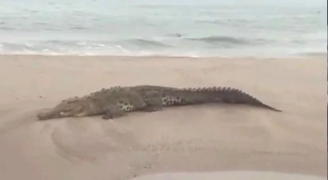 Cocodrilo de casi dos metros sorprende a bañistas en playa de Tumbes