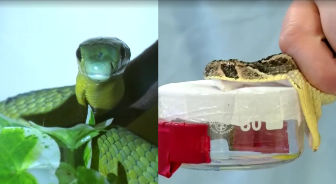 Antiveneno diseñado con IA podría ofrecer una nueva esperanza para las víctimas de mordeduras de serpiente