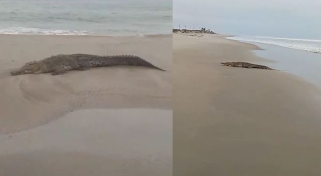 Cocodrilo “veraneante” sorprende a bañistas en el mar de Zorritos