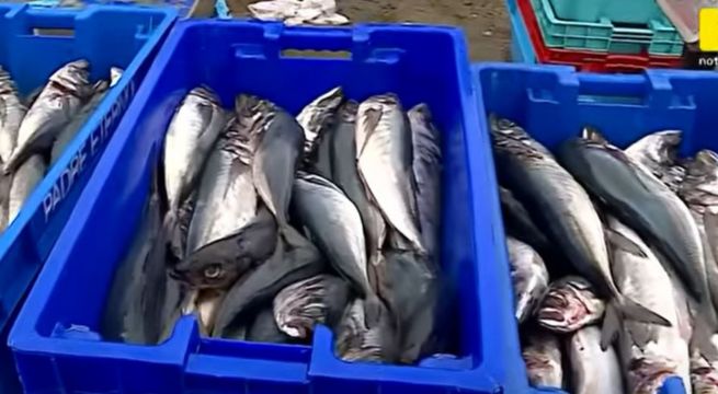 Escasez en terminal pesquero: jurel y bonito duplican su precio por fuerte oleaje