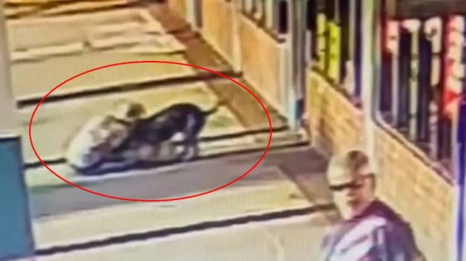 Mujer de 70 años muerde a pitbull para salvar a su perro de brutal ataque | VIDEO