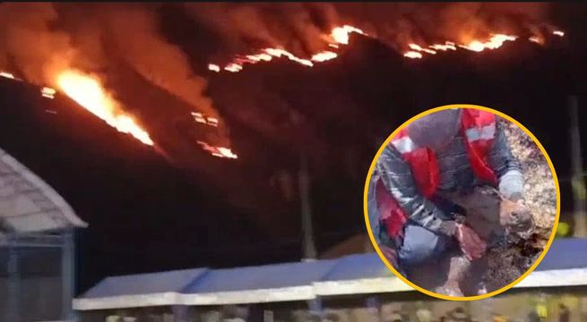 Cusco: incendios forestales arrasan con fauna silvestre y animales domésticos