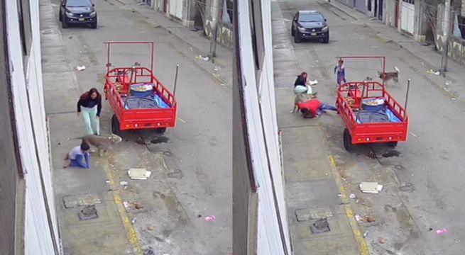 Pitbulls atacan a niño y su tía: vecinos denuncian que muerden a todos